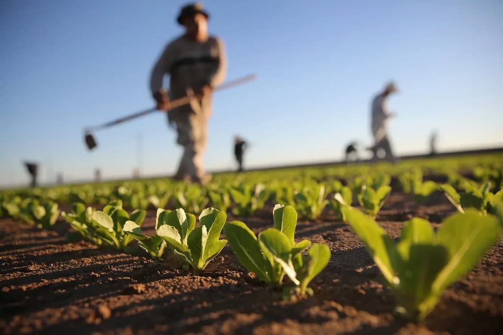 Cultivation