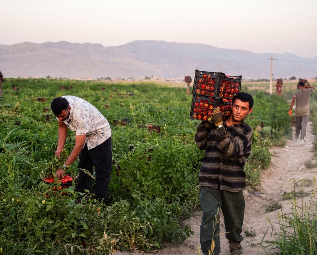 Fresh fruits and vegetables sourcing for Dubai and UAE trading partners